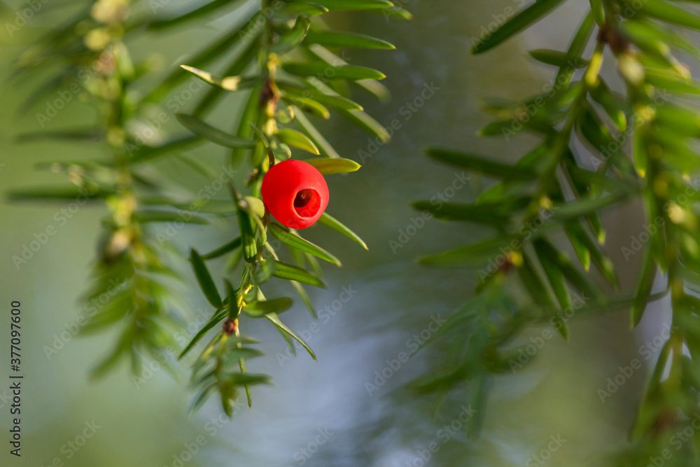 Red berries of Yew conifer (Taxus baccata) detail of branches background,  sunlight. Taxus baccata European yew is conifer shrub with poisonous and  bitter red ripened berry fruits. Stock Photo | Adobe Stock