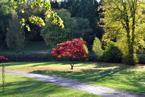 View of Red Leaved Autumn Tree in Public Park with Surrounding Woods & Path  photo