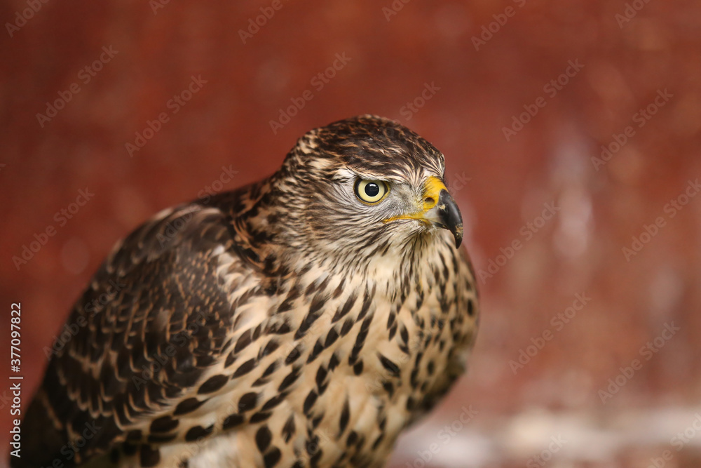 Close-up portrait of a beautiful and healthy falcon Close-up portrait of a beautiful and healthy falcon