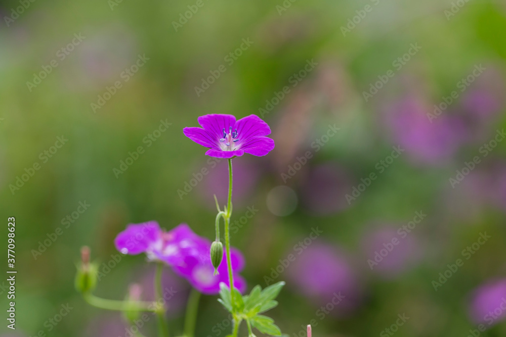 Flower marsh geranium (Geranium palustre). Marsh Crane's-bill or Geranium palustre. Heads of pink flowers with blue stamens on a bright green forest background on a sunny summer day. Flower marsh geranium (Geranium palustre). Marsh Crane's-bill or Geranium palustre. Heads of pink flowers with blue stamens on a bright green forest background on a sunny summer day.