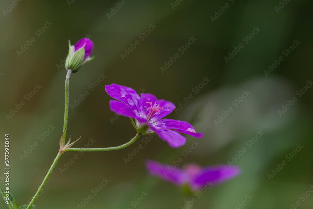 Flower marsh geranium (Geranium palustre). Marsh Crane's-bill or Geranium palustre. Heads of pink flowers with blue stamens on a bright green forest background on a sunny summer day. Flower marsh geranium (Geranium palustre). Marsh Crane's-bill or Geranium palustre. Heads of pink flowers with blue stamens on a bright green forest background on a sunny summer day.