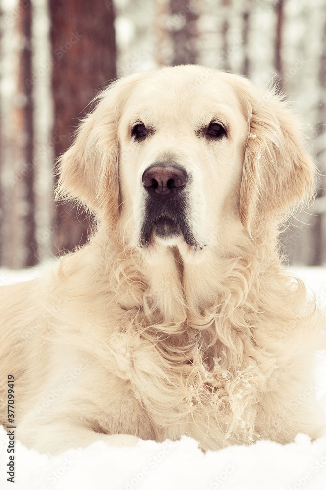 Close up winter portrait of beautiful golden retriever dog Close up winter portrait of beautiful golden retriever dog