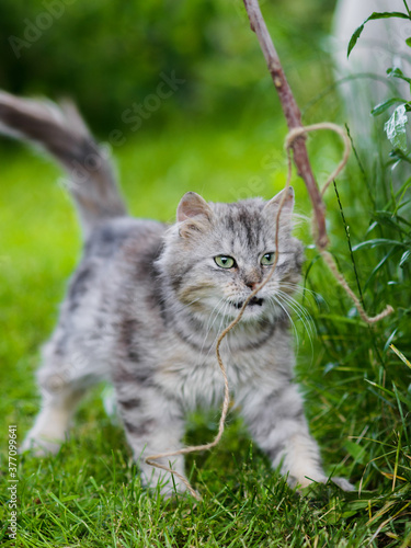 Wallpaper Mural grey fluffy silly face cat hunting in grass chasing toy Torontodigital.ca