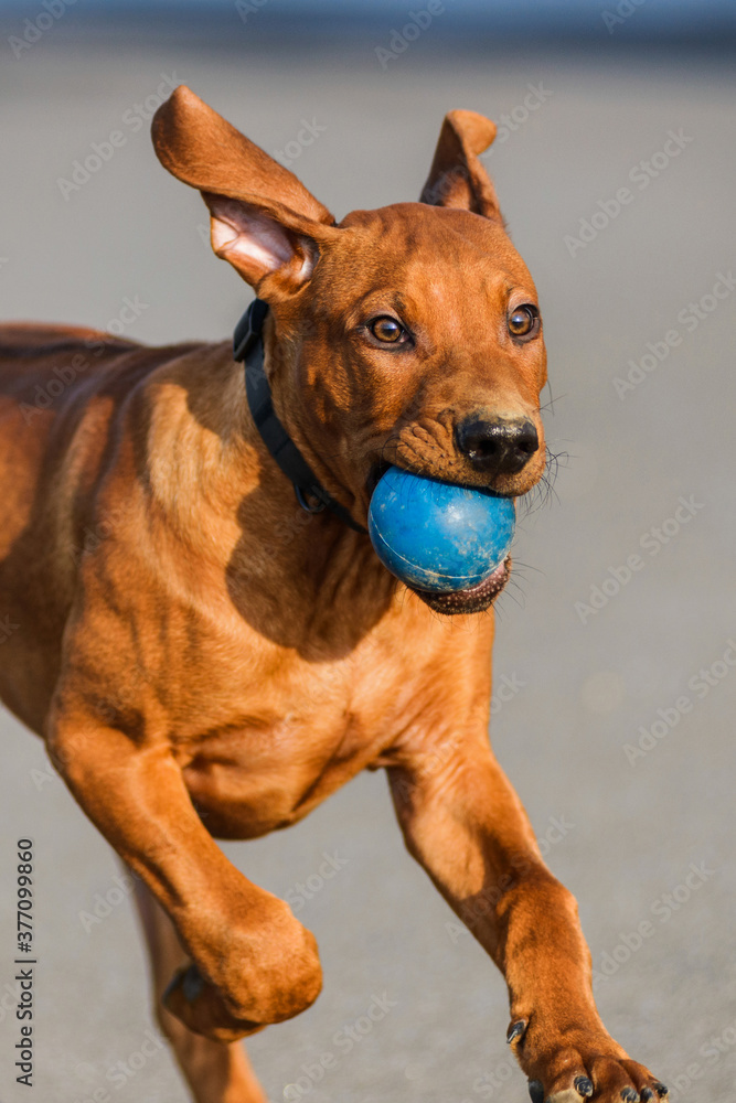 Funny face Rhodesian Ridgebacks puppy playing with ball, running, chasing