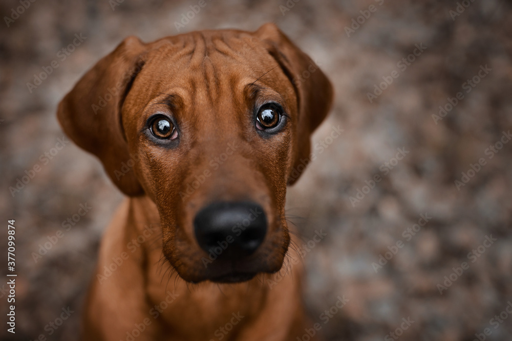 Curious Rhodesian Ridgeback puppy looking up straight to camera Curious Rhodesian Ridgeback puppy looking up straight to camera