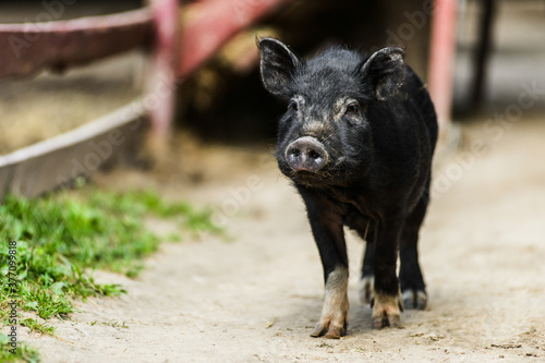 young hairy black farm pig in farm at countryside