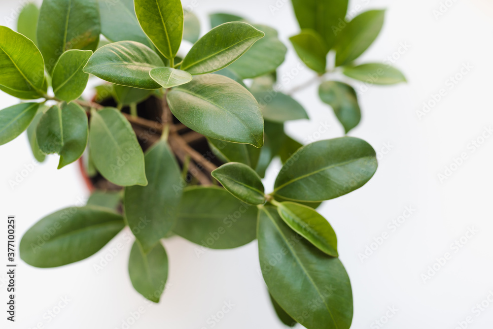 ficus leaves, ficus on a white background, indoor plant ficus leaves, ficus on a white background, indoor plant