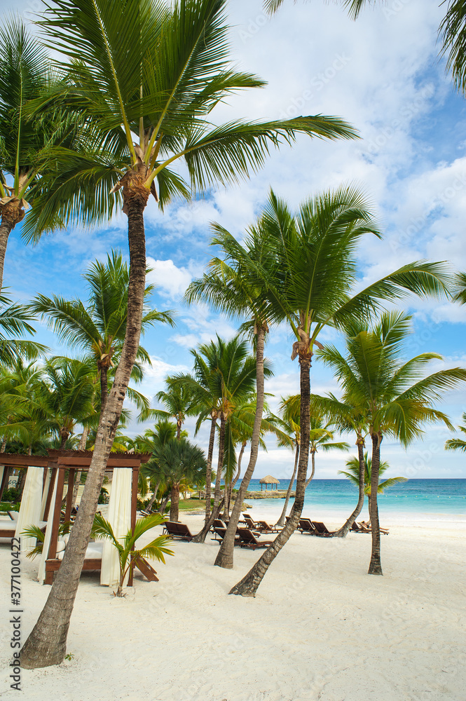 Palm trees on the Wild tropical caribbean sand beach in Dominican republic. tranquil resort. Caribbean Sea. sunset time, Seychelles islands
