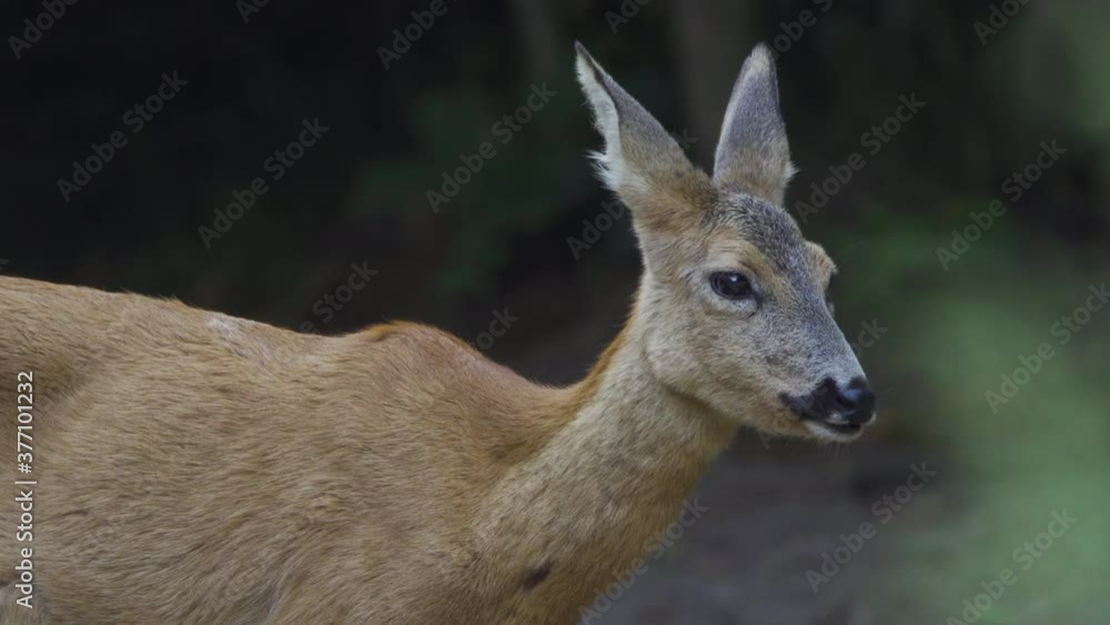 Closeup of a roe deer ruminating Closeup of a roe deer ruminating