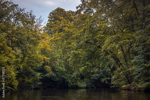 Hanging dark branch over a river bend with yellow and green leaves reflecting on a water surface, autumn scene with twigs and green water reflections on a wild river at the Stever, Haltern am See