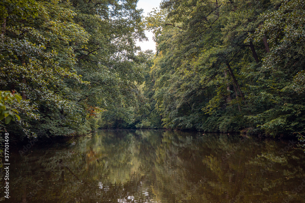 A riparian forest or riparian woodland wallpaper, looking onto a wild river, stream, pond, lake, marshland or reservoir with hanging trees and reflections over water. A riparian forest or riparian woodland wallpaper, looking onto a wild river, stream, pond, lake, marshland or reservoir with hanging trees and reflections over water.