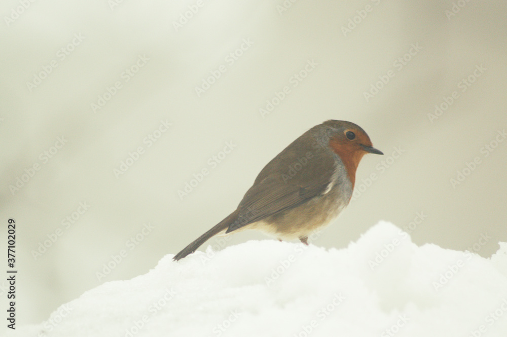 Close up shot of a robin on a snowy winters day. Close up shot of a robin on a snowy winters day.