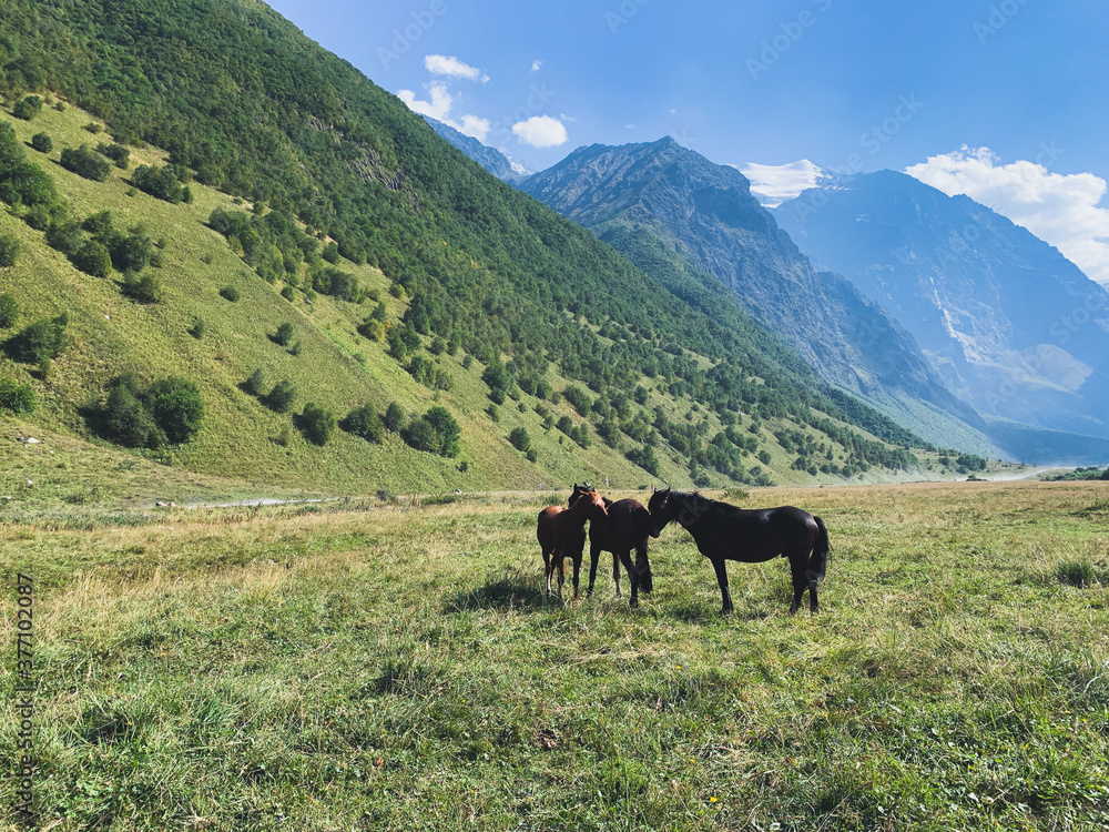 Horses in the valley of the mountains