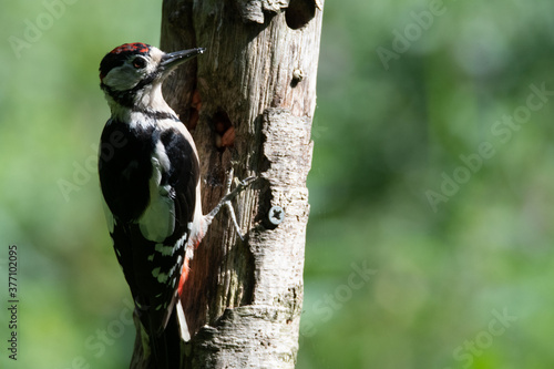 Common UK garden birds feeding.