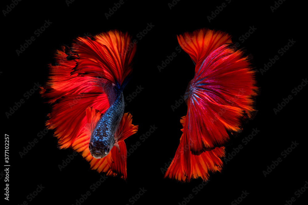 Colourful Betta fish,Siamese fighting fish in movement isolated on black background Colourful Betta fish,Siamese fighting fish in movement isolated on black background