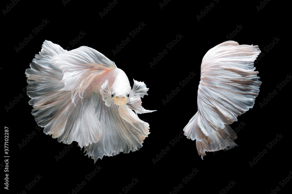White platinum Betta fish or Siamese fighting fish in movement isolated on black background White platinum Betta fish or Siamese fighting fish in movement isolated on black background