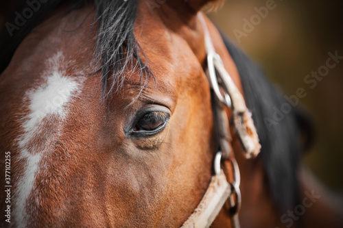 Close up portrait of a beautiful bay horse with a dark mane and a halter on the muzzle. The care of the horse. Agricultural industry.