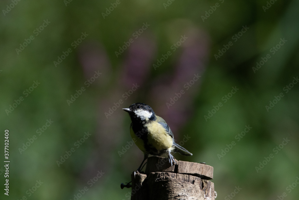 Naklejka premium Common UK garden birds feeding.