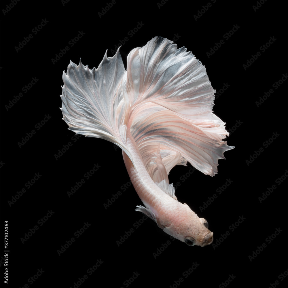 Betta fish or Siamese fighting fish in movement isolated on black background. Betta fish or Siamese fighting fish in movement isolated on black background.