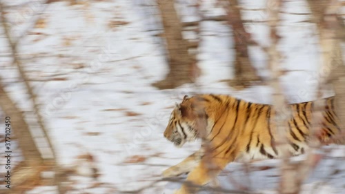 Siberian tiger running in snow covered forest