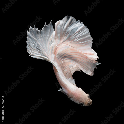 Betta fish or Siamese fighting fish in movement isolated on black background. © ChomchoeiFoto