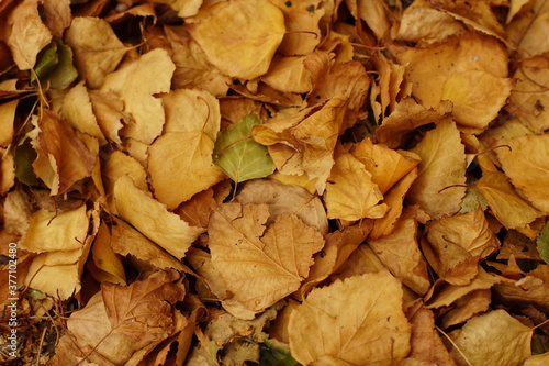 Backround of dry brown fallen birch autumn leaves