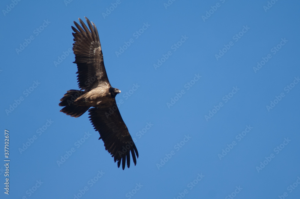 Juvenile bearded vulture Gypaetus barbatus flying in Revilla. Pyrenees. Huesca. Aragon. Spain. Juvenile bearded vulture Gypaetus barbatus flying in Revilla. Pyrenees. Huesca. Aragon. Spain.