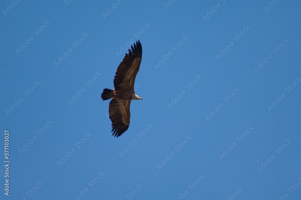 Griffon vulture Gyps fulvus flying in Revilla. Pyrenees. Huesca. Aragon. Spain. Griffon vulture Gyps fulvus flying in Revilla. Pyrenees. Huesca. Aragon. Spain.