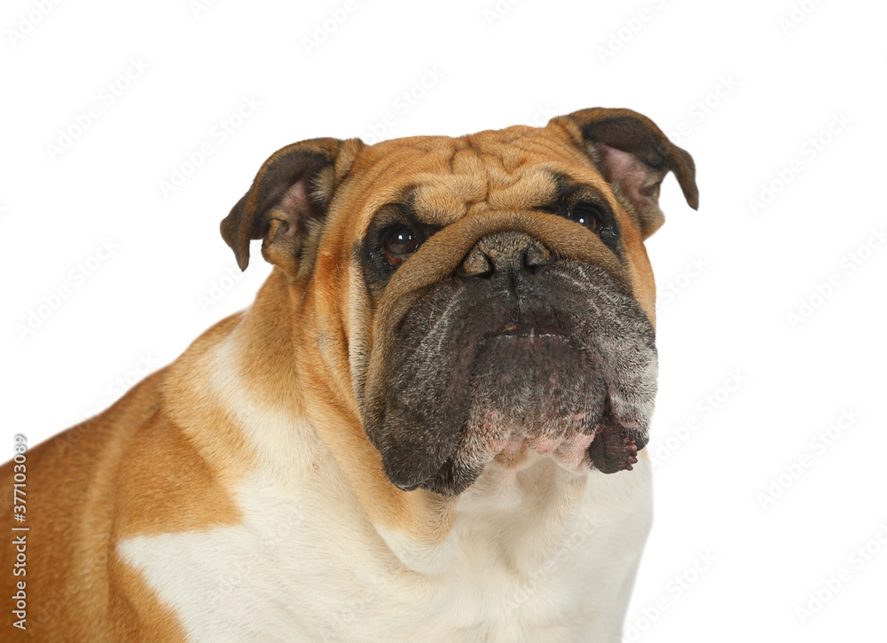 Close-up portrait of thoroughbred English bulldog over white