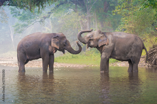 Canvas Print Asian Elephants in a natural river at deep forest, Thailand