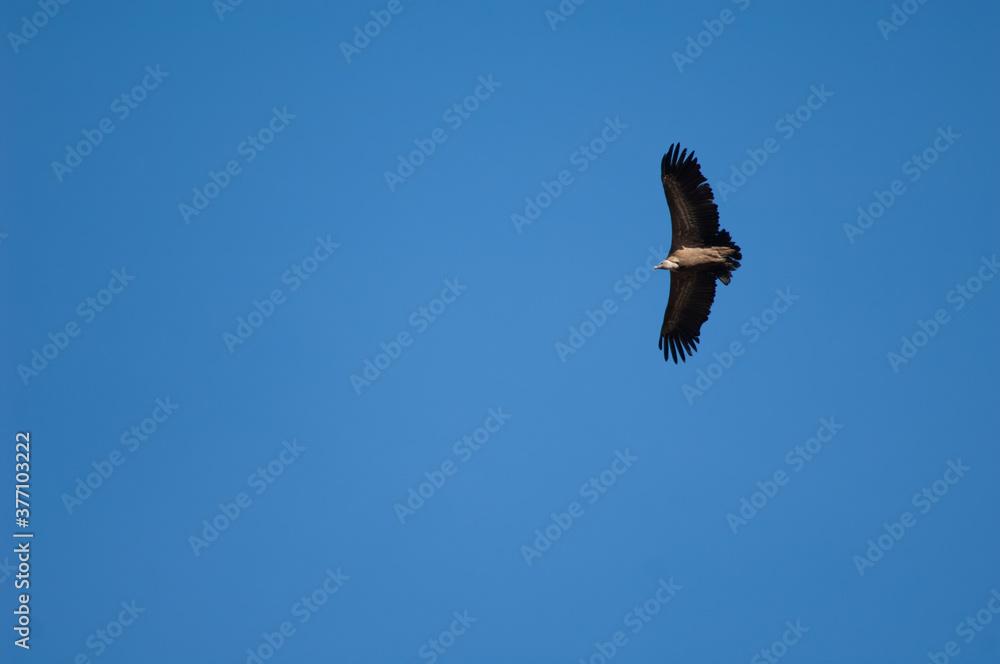 Griffon vulture Gyps fulvus flying in Revilla. Pyrenees. Huesca. Aragon. Spain. Griffon vulture Gyps fulvus flying in Revilla. Pyrenees. Huesca. Aragon. Spain.