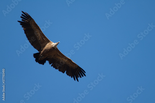 Griffon vulture Gyps fulvus flying in Revilla. Pyrenees. Huesca. Aragon. Spain.