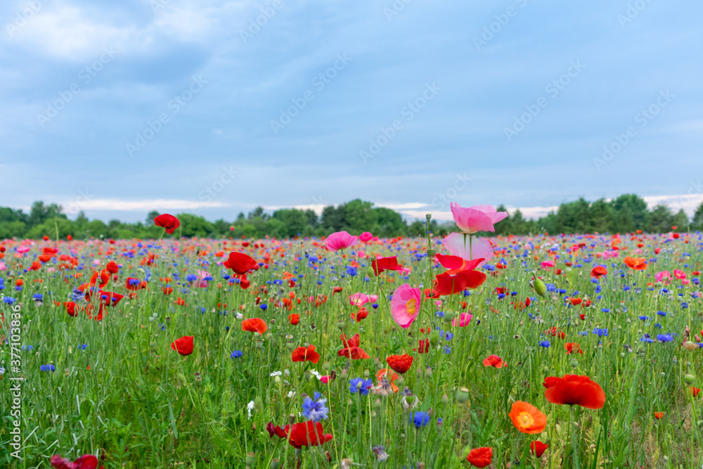 agriculture, american legion, armed forces, background, beautiful, beauty, bloom, blossom, close up, corn poppy, detail, environment, field, fields of poppies, flower, fresh, garden, grass, green, idy