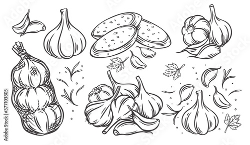 Garlic outline drawn monochrome icon