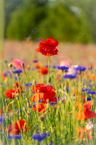 agriculture, american legion, armed forces, background, beautiful, beauty, bloom, blossom, close up, corn poppy, detail, environment, field, fields of poppies, flower, fresh, garden, grass, green, idy