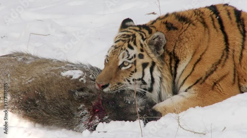 Siberian tiger killing wild boar