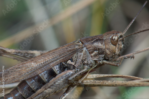 Female grasshopper Chorthippus sp biguttulus-group. Escuain Valley. Ordesa and Monte Perdido National Park. Pyrenees. Huesca. Aragon. Spain. photo