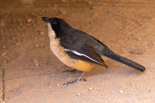 One southern boubou on the ground