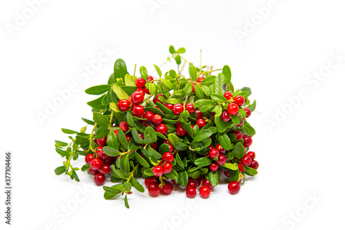 Lingonberry bushes on a white background.