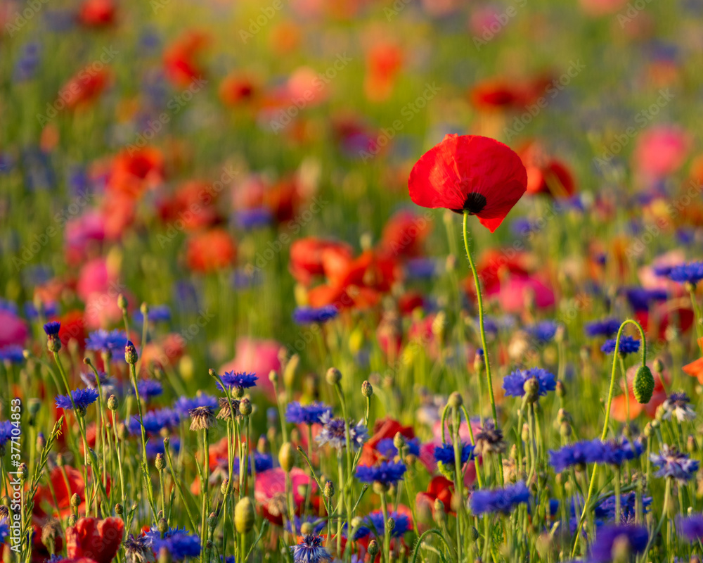 agriculture, american legion, armed forces, background, beautiful, beauty, bloom, blossom, close up, corn poppy, detail, environment, field, fields of poppies, flower, fresh, garden, grass, green, idy