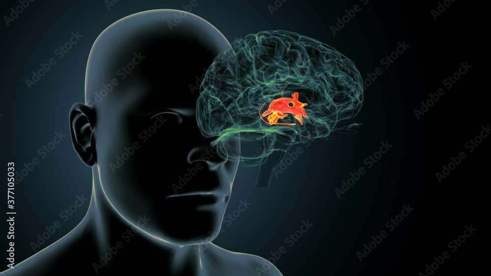 3d render human brain inner parts pineal gland anatomy Stock Video ...