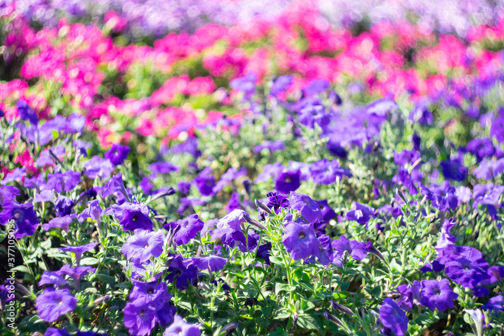 Obraz premium Multicolored garden flowers on a blurred scenic background on a sunny day.
