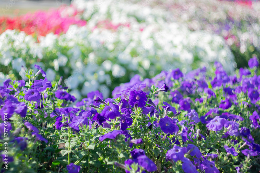 Fototapeta premium Multicolored garden flowers on a blurred scenic background on a sunny day.