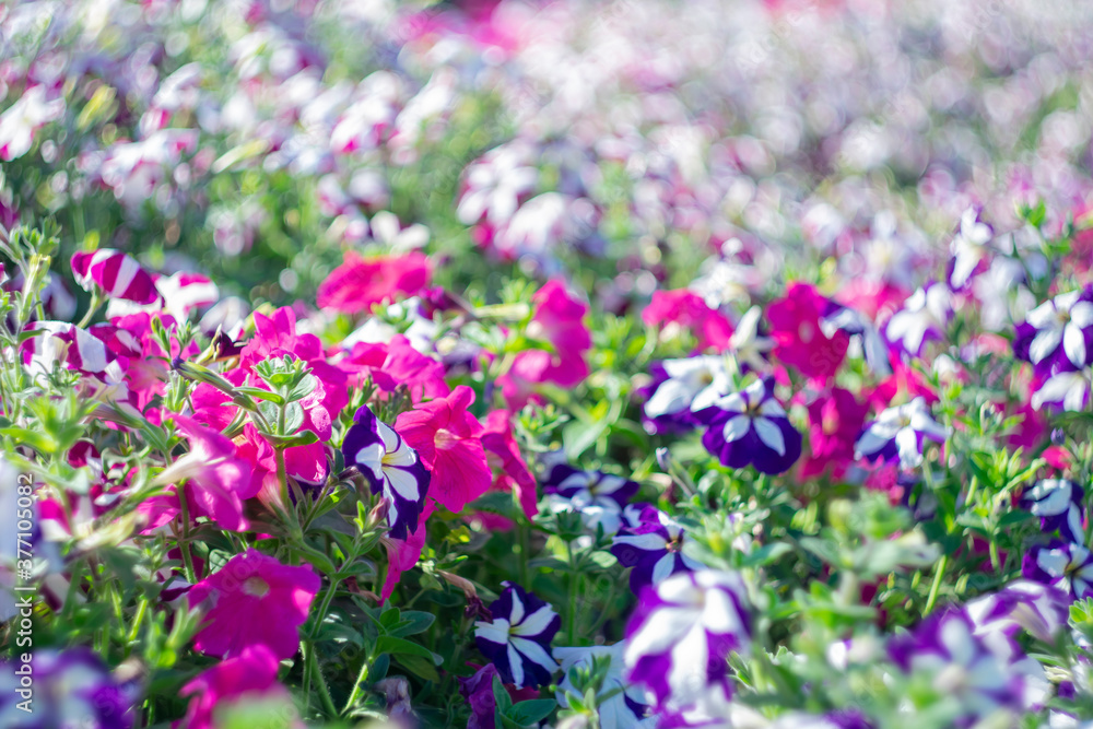 Multicolored garden flowers on a blurred scenic background on a sunny day. Multicolored garden flowers on a blurred scenic background on a sunny day.