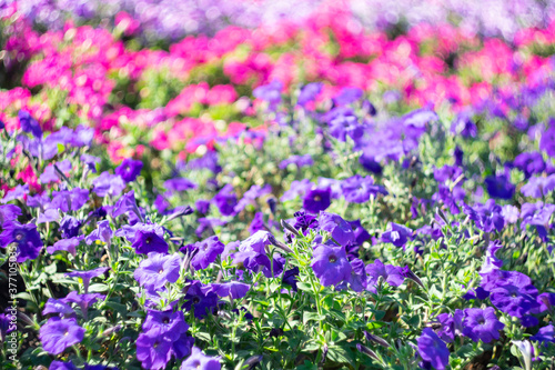 Multicolored garden flowers on a blurred scenic background on a sunny day.