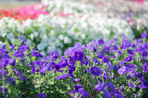 Multicolored garden flowers on a blurred scenic background on a sunny day.