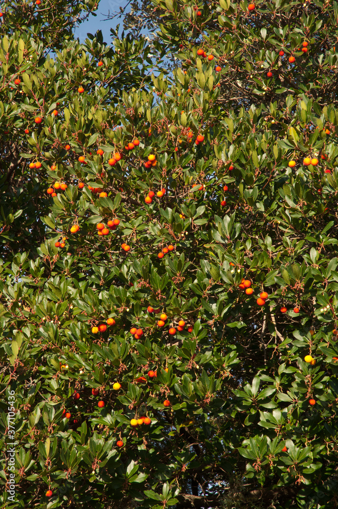 Strawberry tree with fruits in the Guara mountains. Huesca. Aragon. Spain.