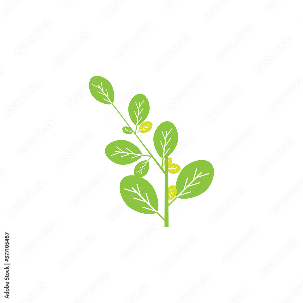 Moringa leaf Logo Template vector Moringa leaf Logo Template vector