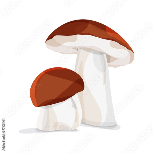 Two brown autumn forest mushroom on a white background. Vector file.