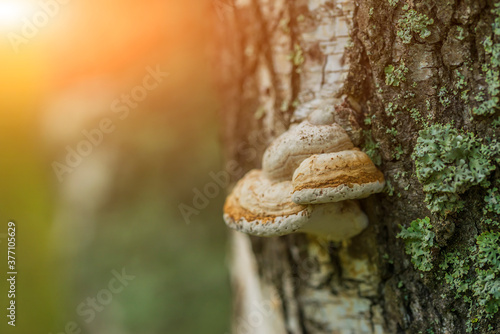 Mushrooms on a tree trunk in the forest. © Владимир Крышковец